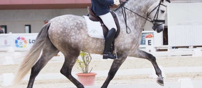 Dressage Young Horses Championship of Spain 2018 – Cecyl