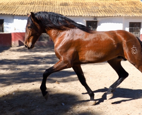 Andalusischer Enkel von Centello von Guardiola. Cod 10397