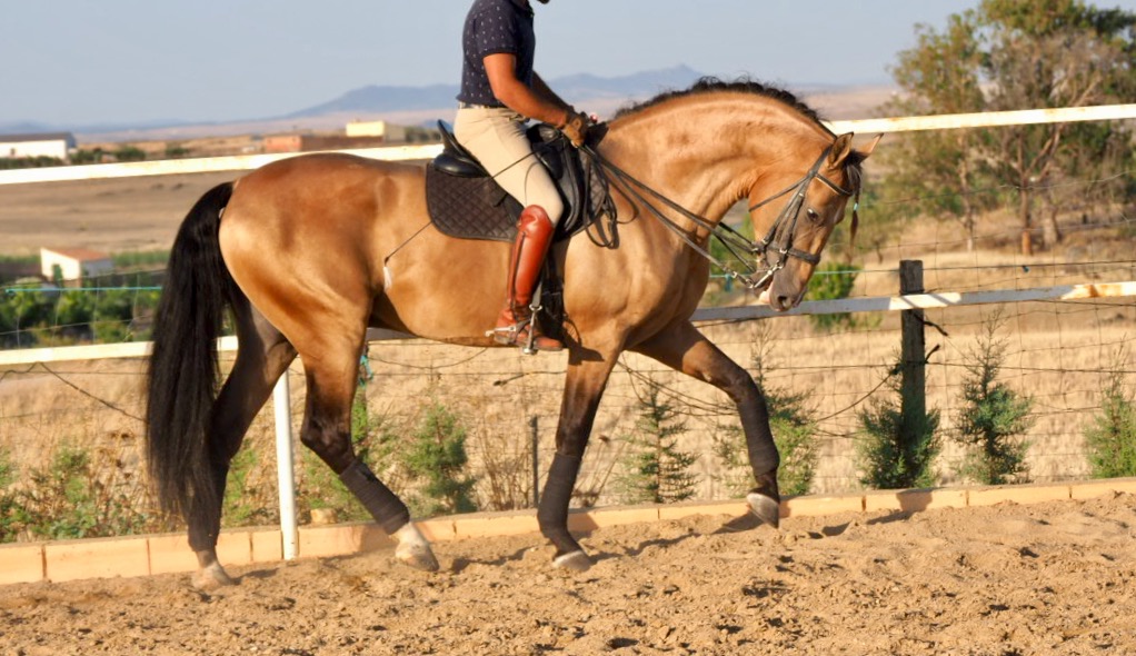 Wildleder spanisches Pferd gute Qualität zu verkaufen. Cod 5830