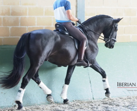 Fantastic Black Andalusian Horse piro free. Cod 17201