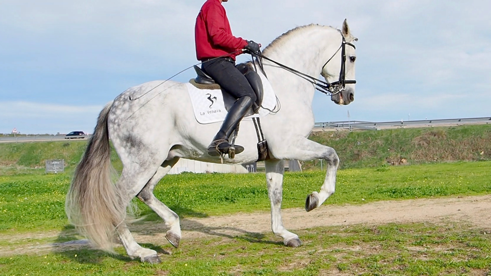 Andalusian horse for sale Grand Prix level 