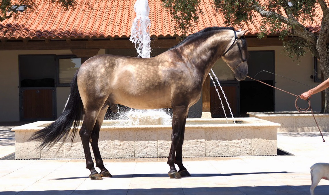 caballos españoles en venta