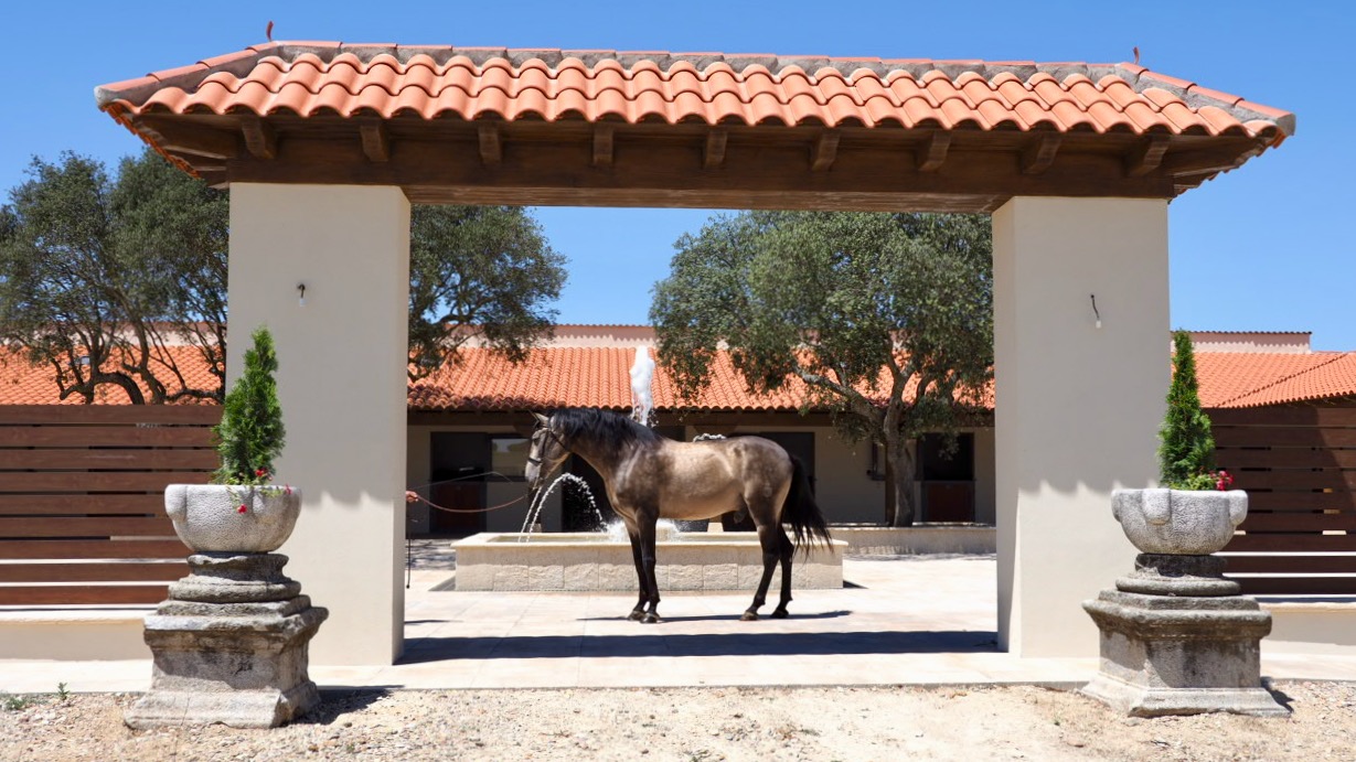 andalusian horses for sale