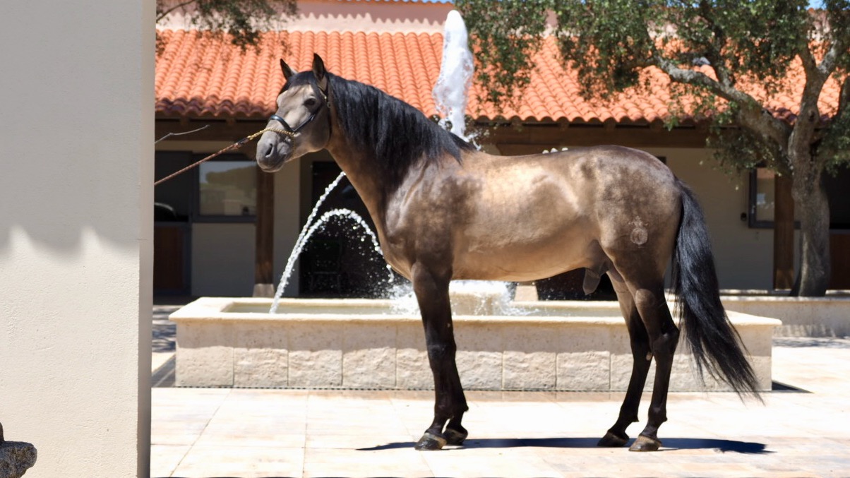 prix sant Georg andalusian for sale