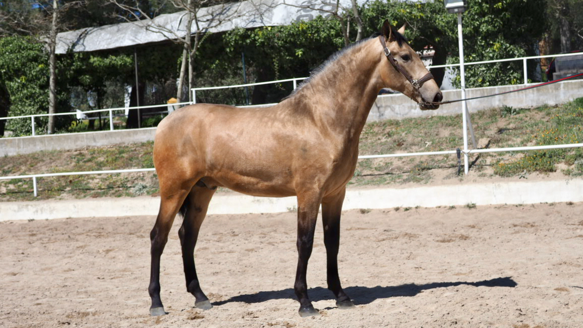  yeguada seahorse