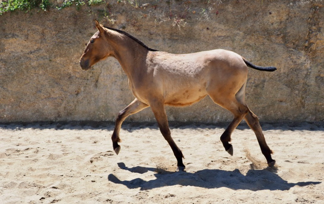 Fantastic buckskin filly with good movement. Code 19559