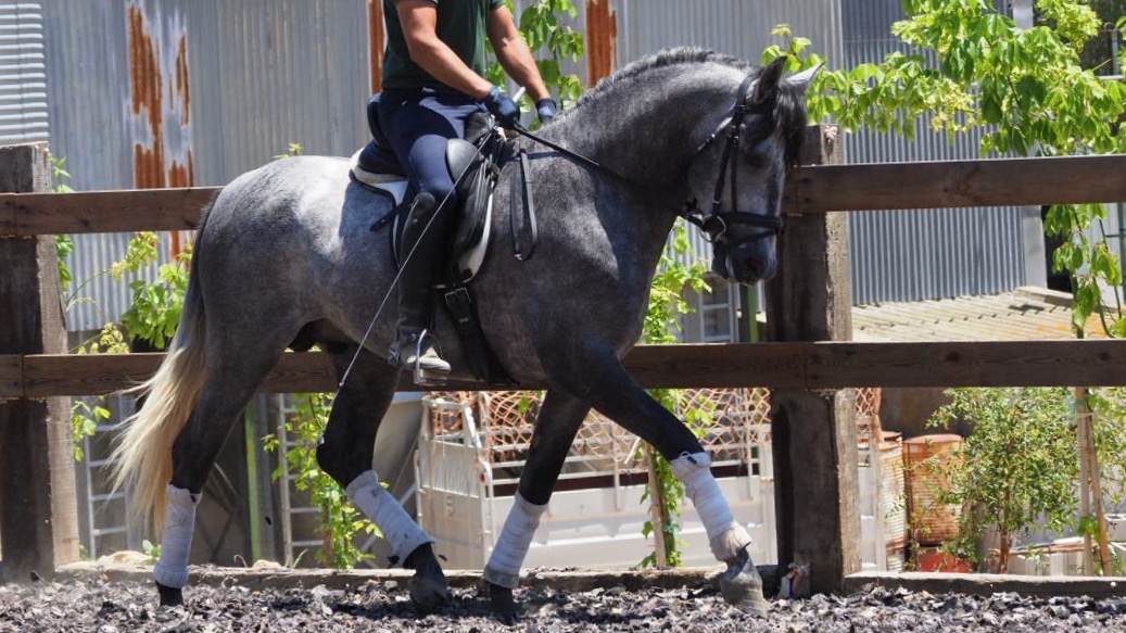 Pre Andalusian horse for sale nice character
