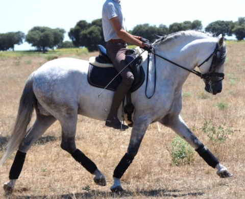 Versatile PRE horse with good movements. Cod 20184