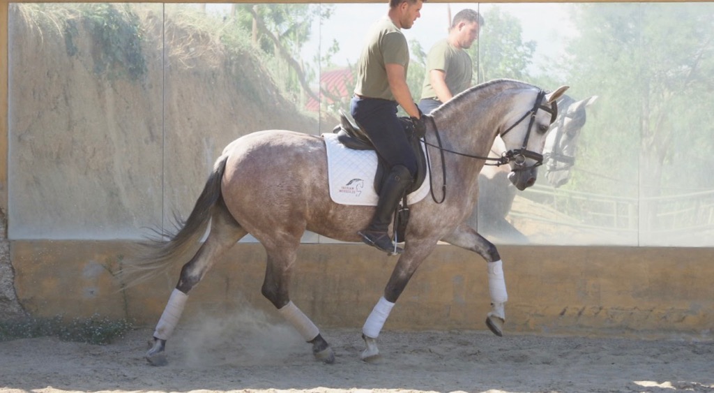 Elegant Spanish mare with good gaits. Cod.20894
