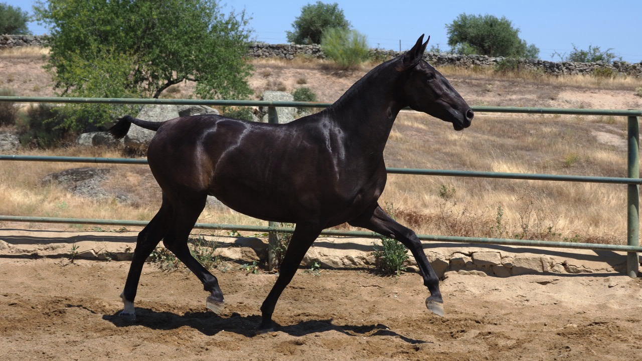 Excellent black PRE filly. Cod 20930