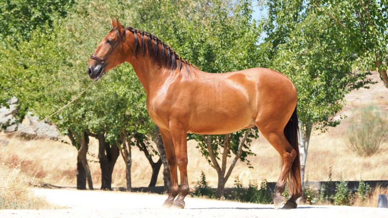  yeguada seahorse