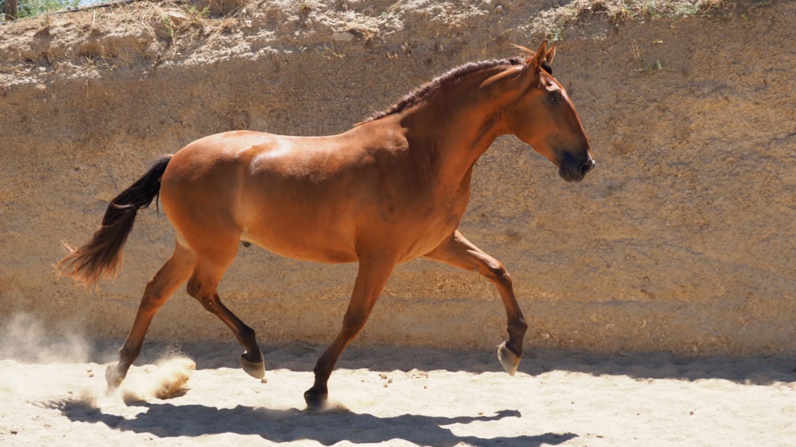 Junges spanisches Pferd mit guten Gängen.Cod. 20557
