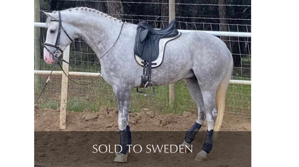 Young Lusitano of quality piro free. Cod 21614