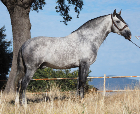 Elegant PRE horse with special bloodlines. Cod 22419