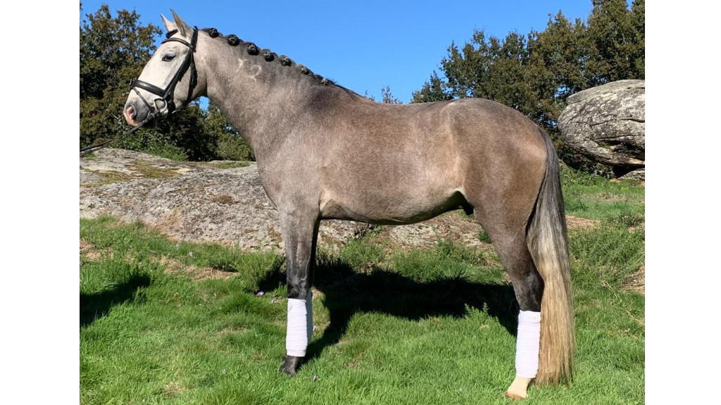 Young Lusitano Horse with good character.  Cod 22394