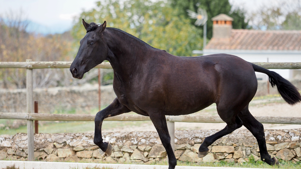Fabulous PRE Filly with Valdeolivas´s brand.   Cod 22313