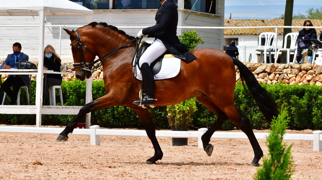 Bombproof Andalusian horse at PSG Level.  Cod 22152
