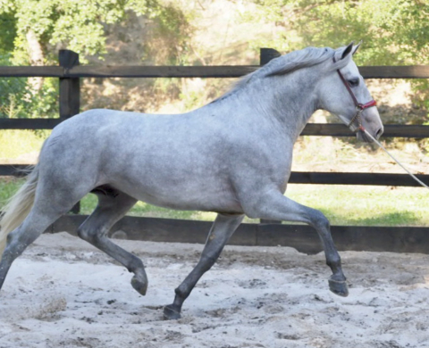 Young PRE horse with good bloodlines.  Cod 22568