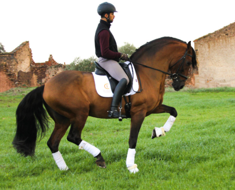 Magnífico caballo Español para Cubriciones. Cod. 22830
