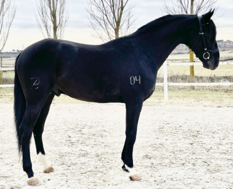 Lusitano Sport horse for dressage and leisure.  Cod 23161