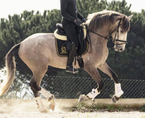 Talented Lusitano Stallion son of Escorial.  Cod 23232