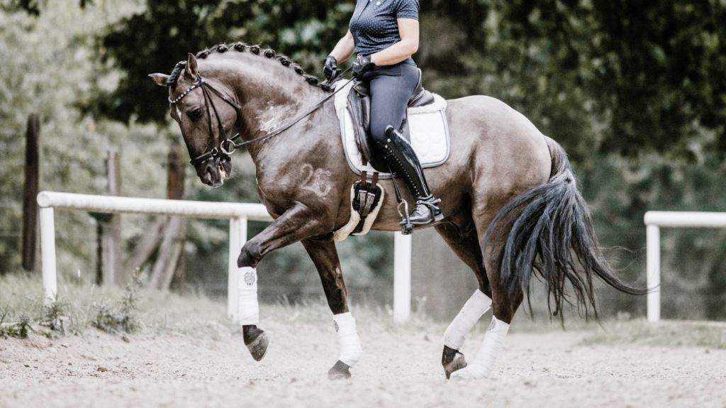Exclusive PSL horse for dressage piro free.   Cod 23304