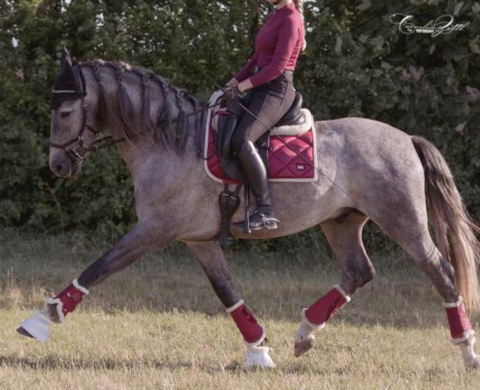 Horse with potential for dressage piro free.   Cod 23322
