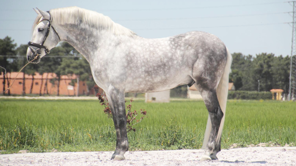 Quality PRE horse with FEI potential. Cod 23837