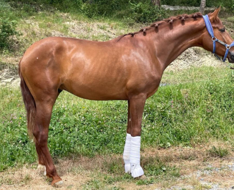 Dressage Prospect PRE Horse piro free. Cod 24060