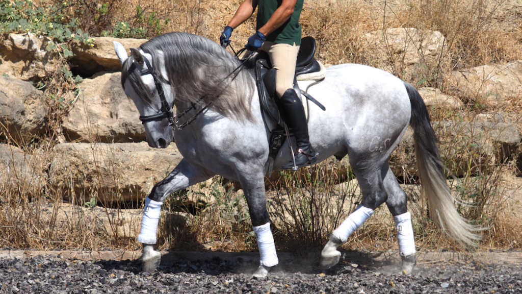 Hübsches spanisches Pferd, ideal für Amateur-Reiter.  Cod 24431