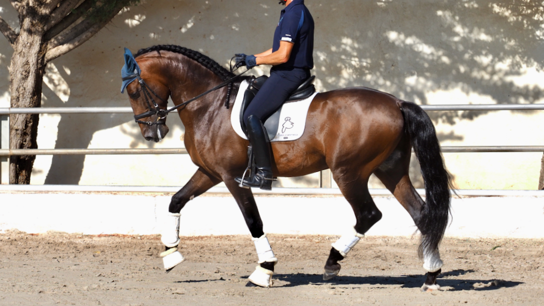 Schönes und süßes spanisches Pferd Piro frei.  Cod 24771