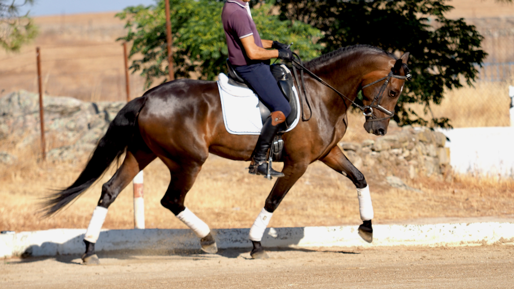 Top Prospect Spanish Mare for dressage. 