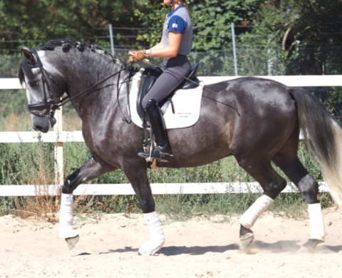 Spanisch Pferd mit Projektion für Dressur piro frei. Cod 24616