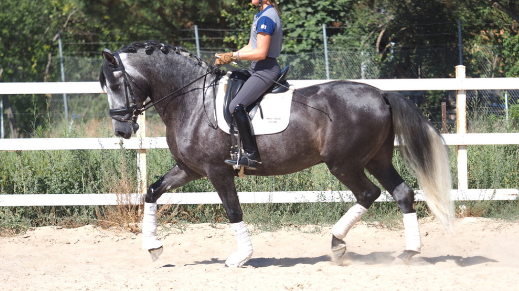 Spanisch Pferd mit Projektion für Dressur piro frei. Cod 24616