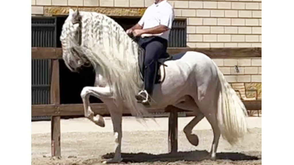 Long mane  Spanish horse for sale.  Cod 24923