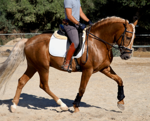 Spectacular PRE Palomino Horse ideal for amateurs. Cod 24413