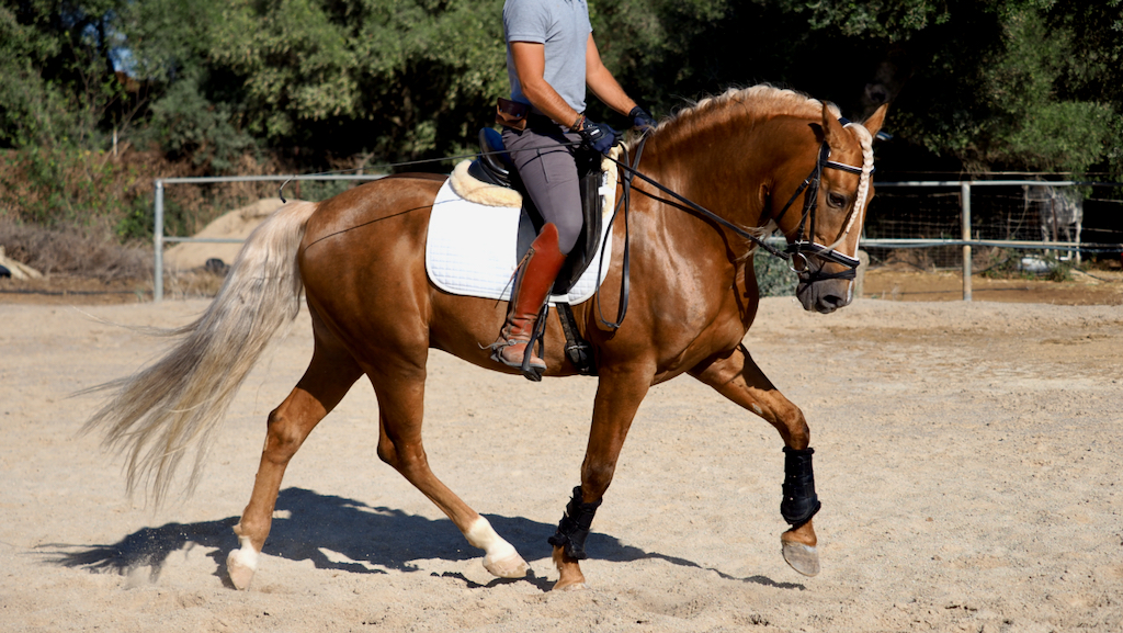 Spektakuläre PRE Palomino Pferd ideal für Amateure. Cod 24413