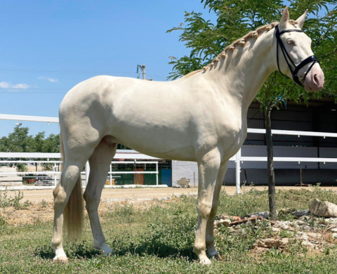 Beautiful Perlino PRE Horse for Sale.  Cod 25572
