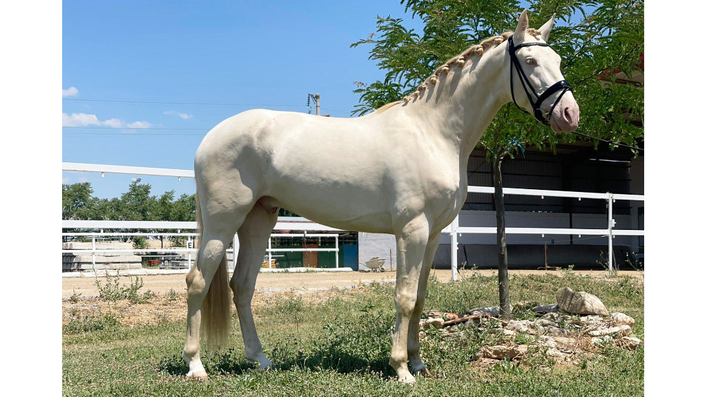Beautiful Perlino PRE Horse for Sale.  Cod 25572