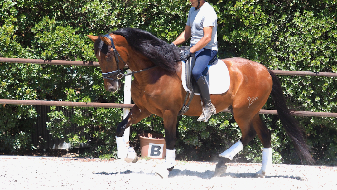 Junges spanisches Pferd mit Projektion für Dressur. Cod 25756