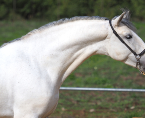Young PRE stallion son of a qualified stallion. Cod 25699