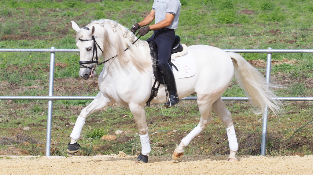 Spanish horse with good character and Piro free. Cod 25866