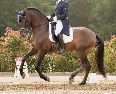Impressive Spanish Horse with good temperament. Cod 26207