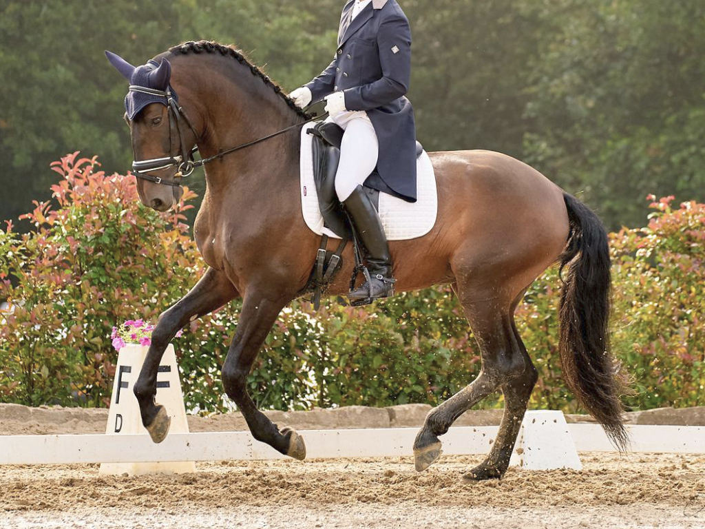 Impressive Spanish Horse with good temperament. Cod 26207