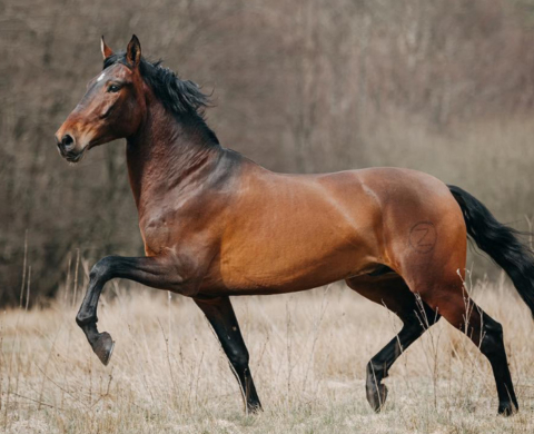 PRE horse with good movements for dressage. Cod 26006