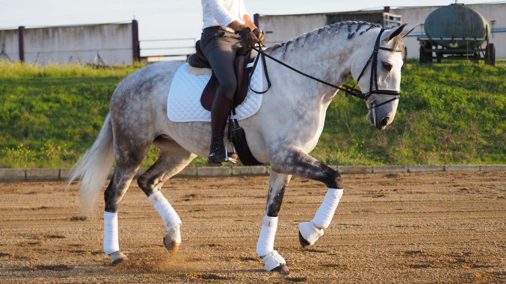 Talented Lusitano mare with projection for dressage.  Cod 26120