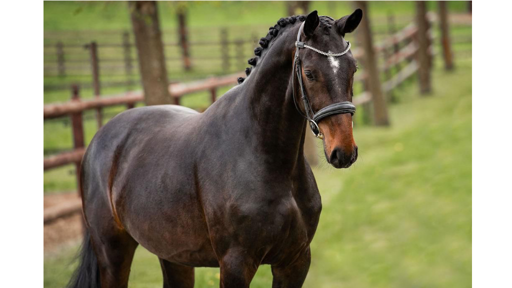 Spectacular Hanoverian Horse for sale.