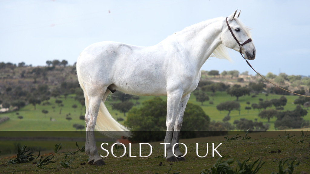 Stunning  Spanish Leisure horse for sale.  Cod 26536