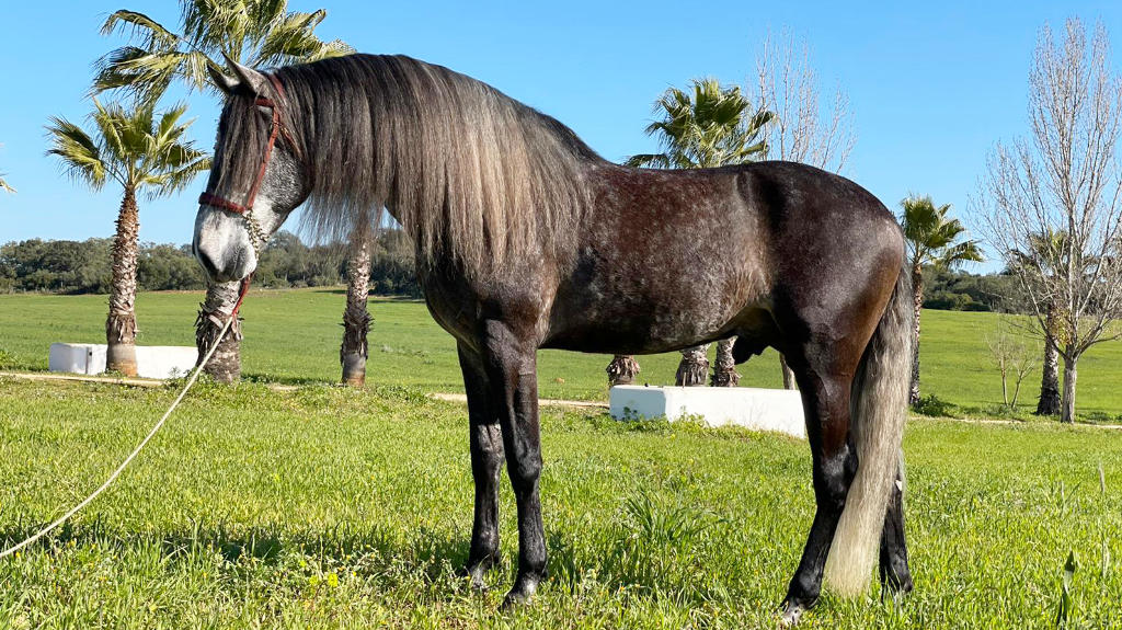 Young Quality Lusitano for Dressage.