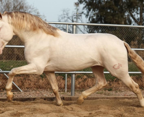 Baroque PRE Perlino Horse for Sale.  Cod 26517